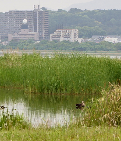 はばたき公園