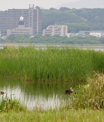 はばたき公園