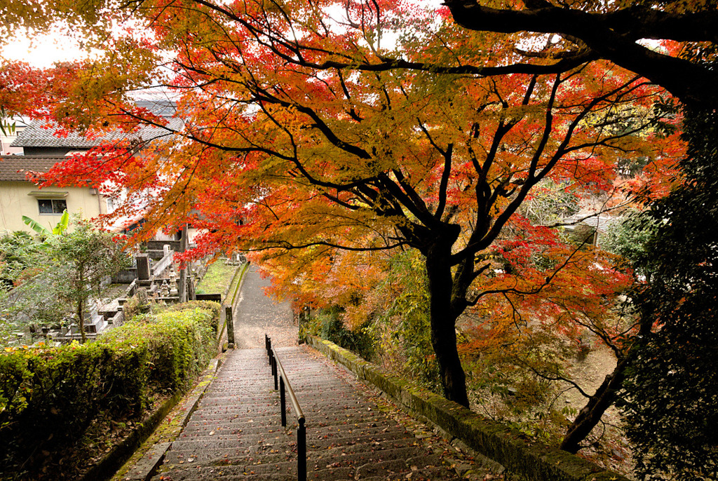 紅葉