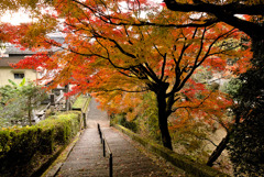 紅葉