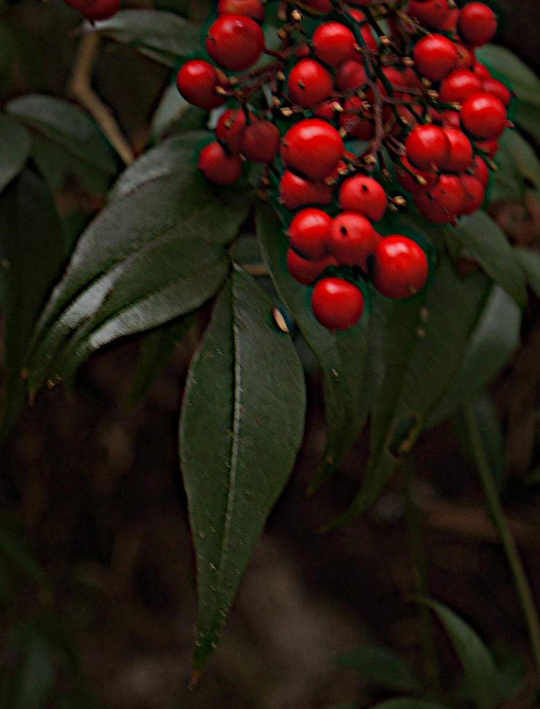 お詣りして来ました