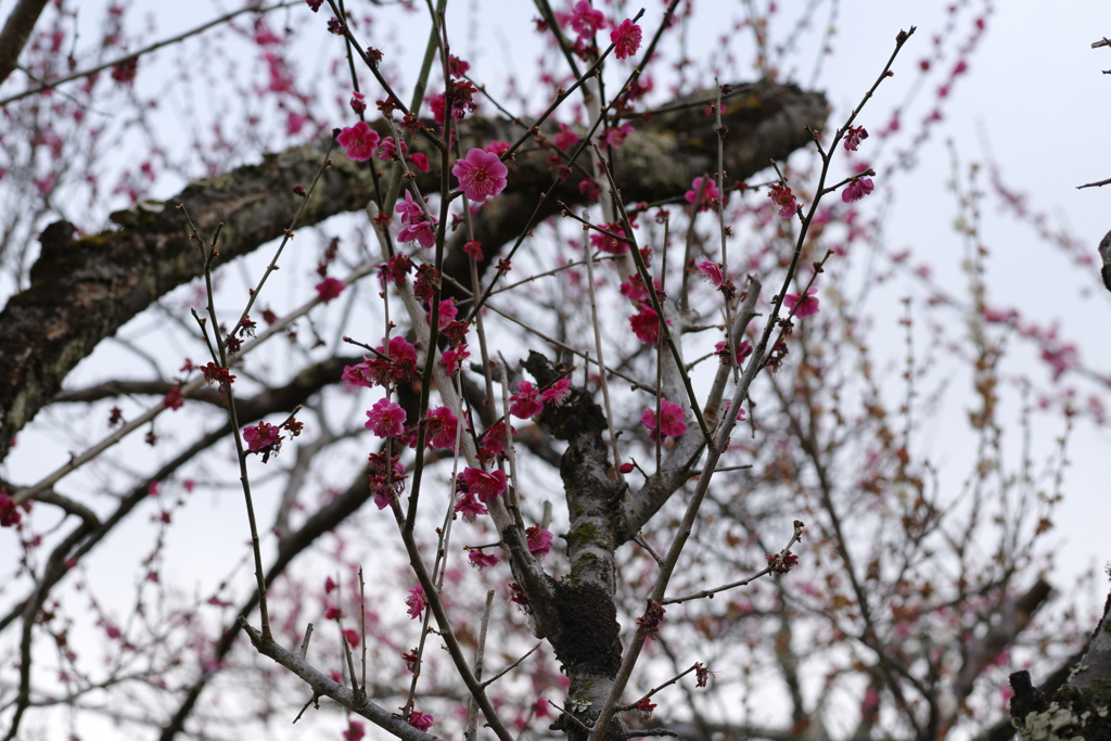 越生梅林(埼玉)_190316_25