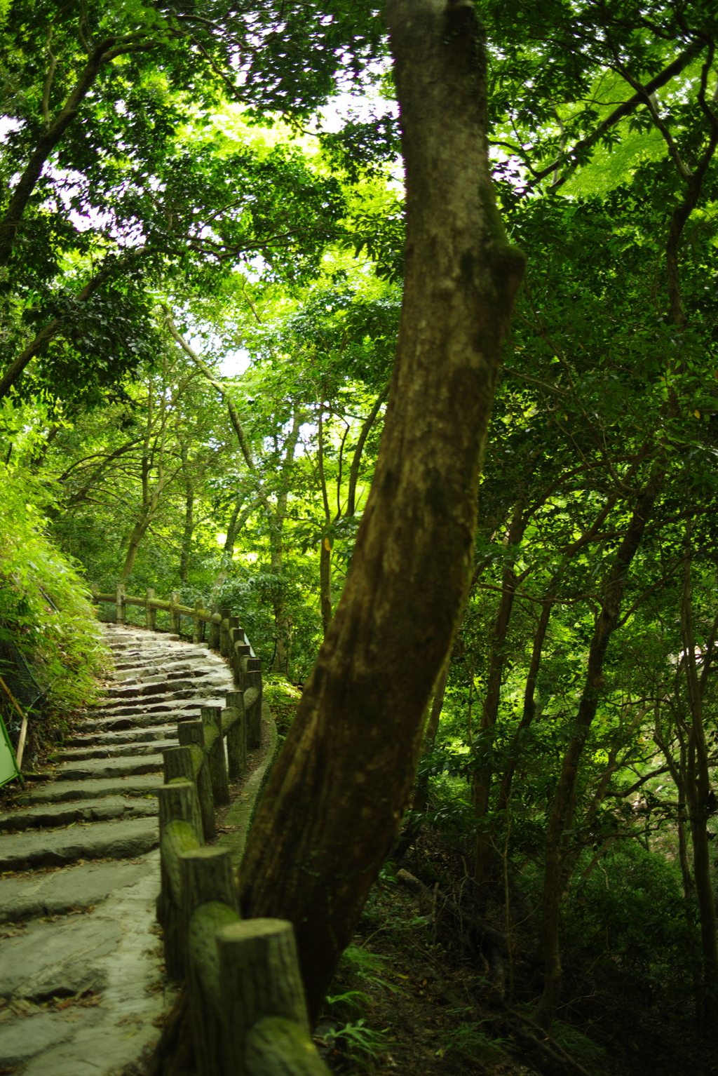 ここから登り道