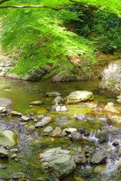 綺麗な川だなぁ。