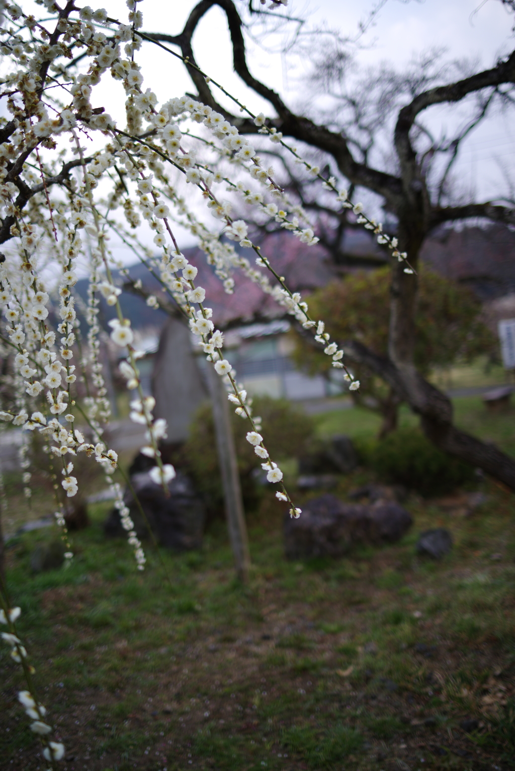 越生梅林(埼玉)_190316_11