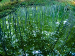 沈む森
