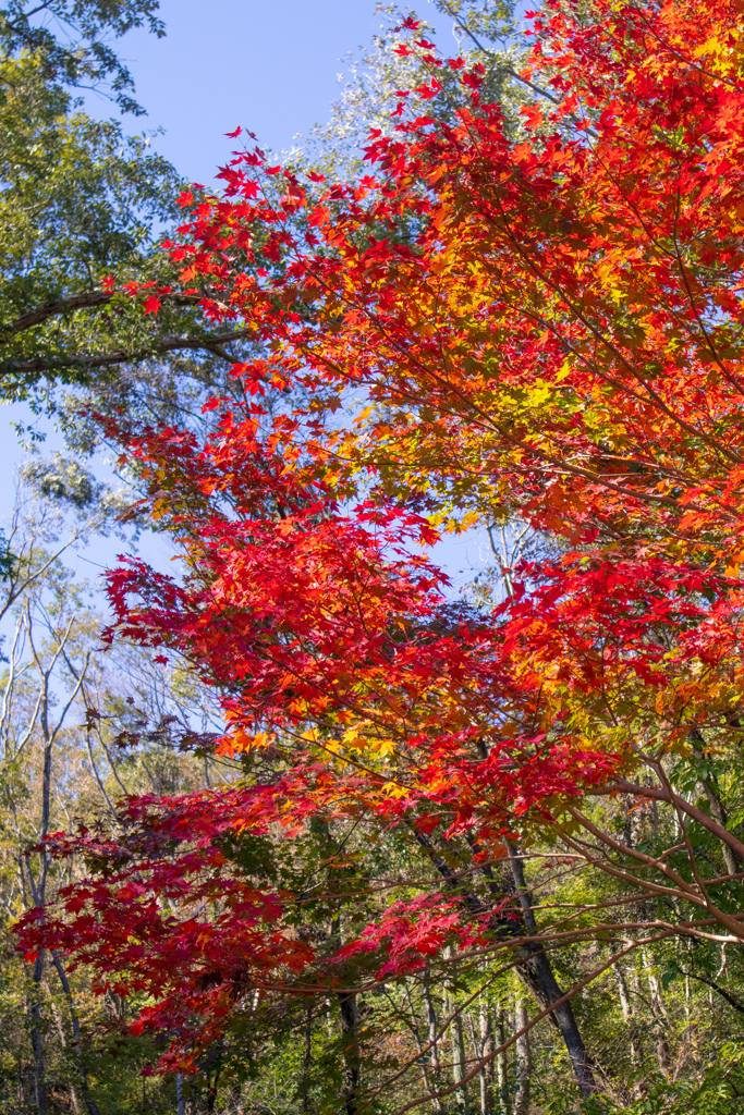 紅葉