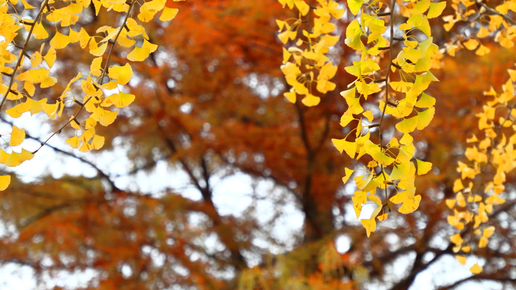 紅葉 銀杏