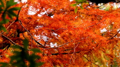 紅葉 赤強め