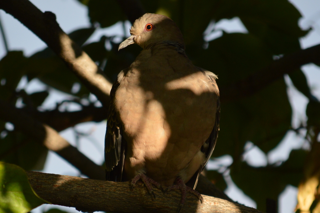 鳩にハート