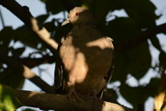 鳩にハート