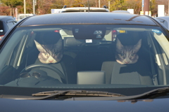 見ないでネ‥コ