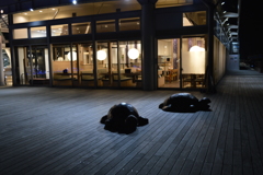 動けないかめ