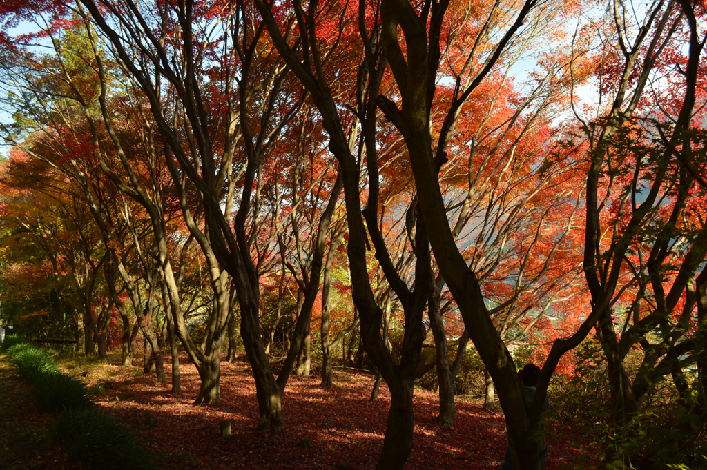 木陰に