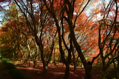 木陰に