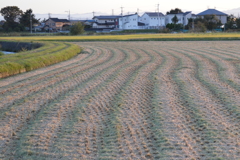 収穫ライン