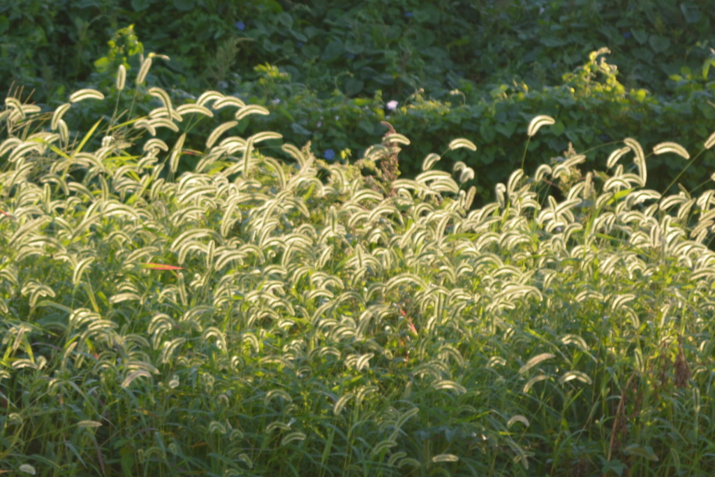 犬っころ草