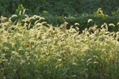 犬っころ草