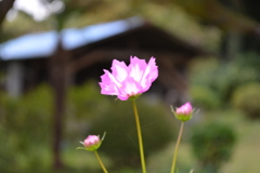 三しまい