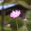 三しまい