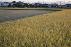 角刈り