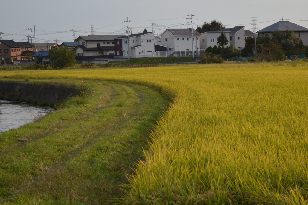 黄カーブ