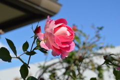 霜月のバラ