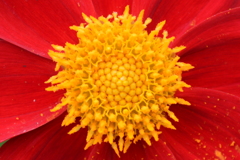 花粉製造所