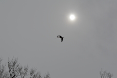 怪鳥・・?