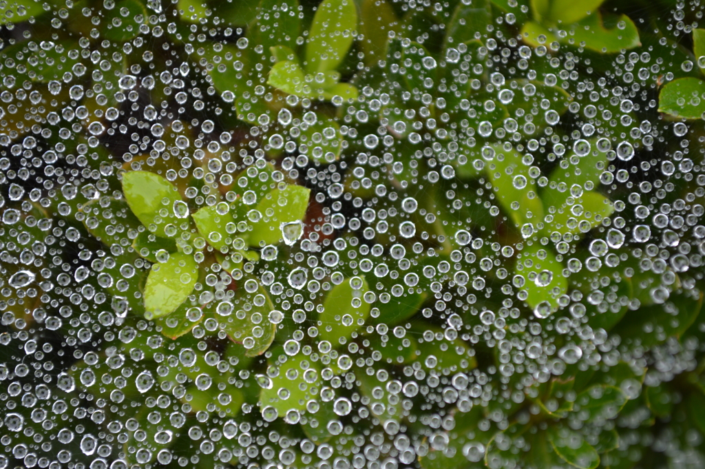 雨上がり