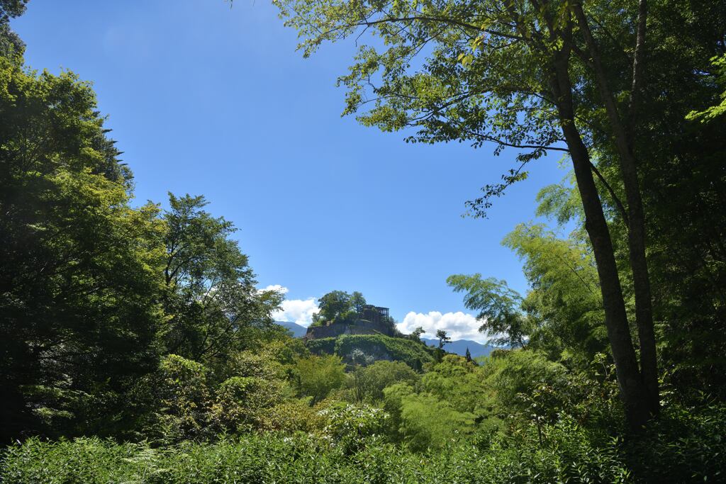 苗木城