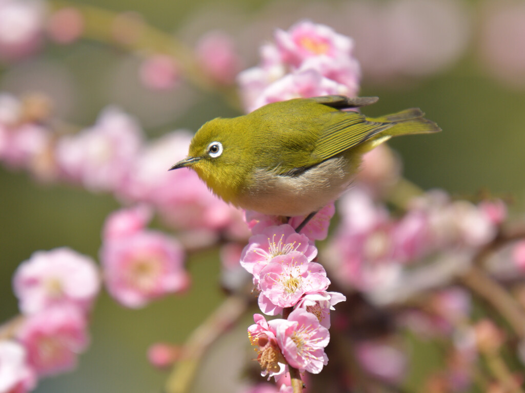 今年のウメジロー①