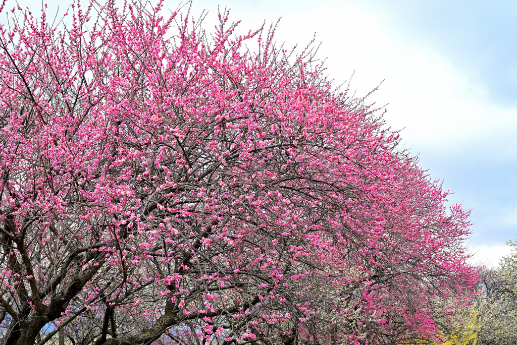 梅花繁茂