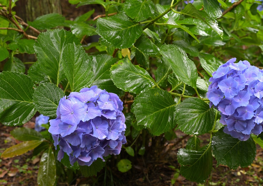 艶やかな紫陽花