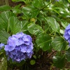 艶やかな紫陽花