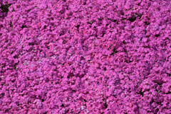 芝桜絨毯