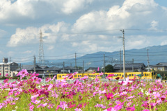 電車と秋桜