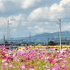 電車と秋桜