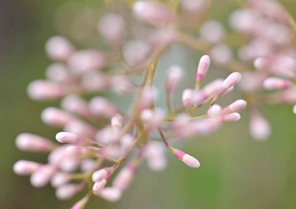 ひしめく蕾