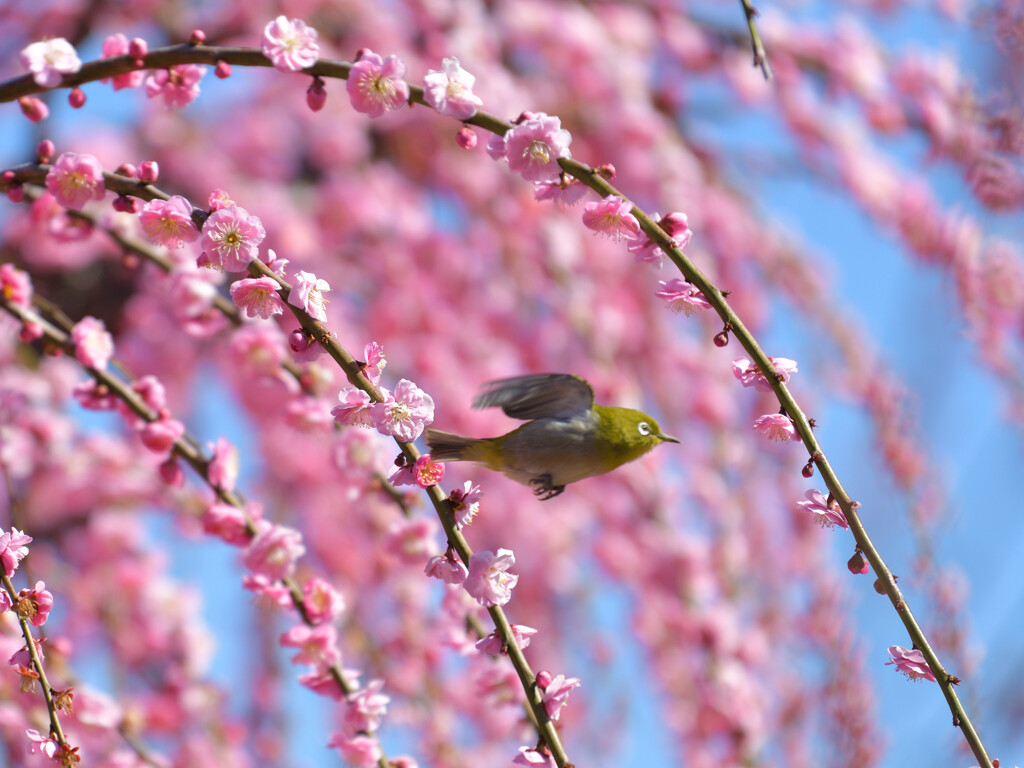 今年のウメジロー⑦（ピンボケ）