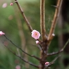 もうすぐ・・・春