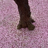 梅花絨毯