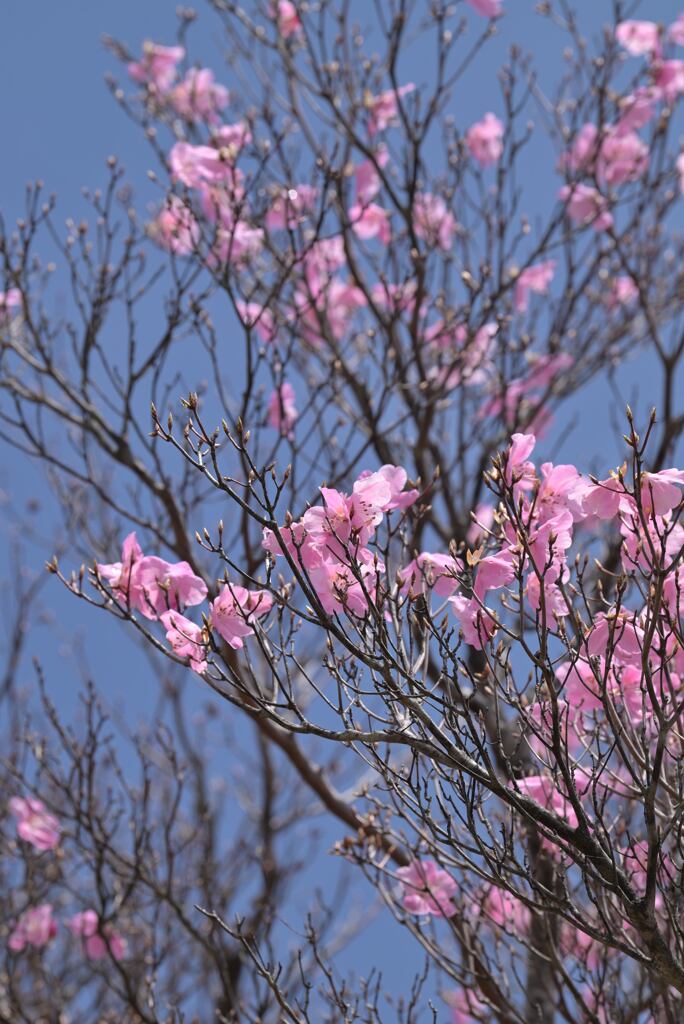 快晴の空に