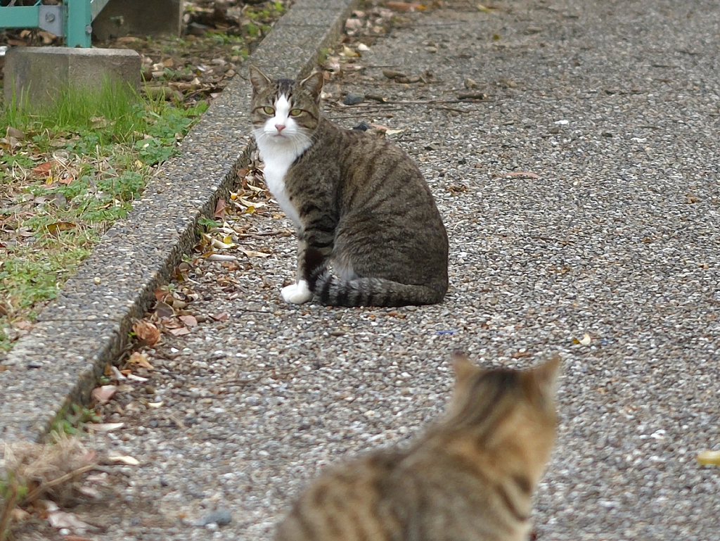 にらめっこ
