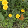 花と蝶③