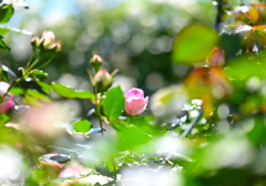 旬の花