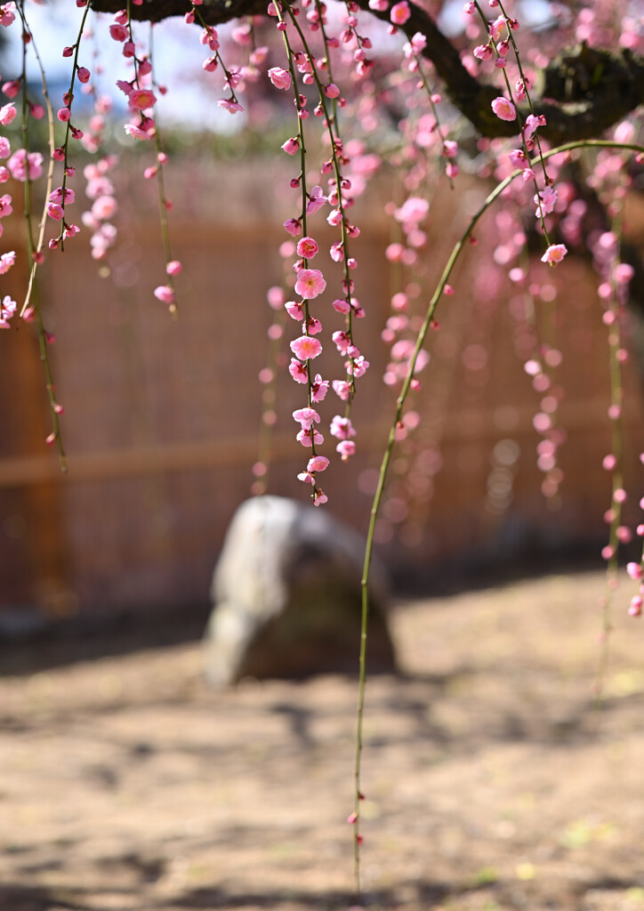 神社の梅園