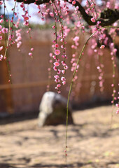 神社の梅園