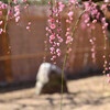 神社の梅園