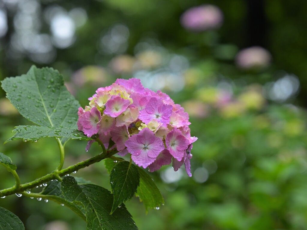 万葉の彩り
